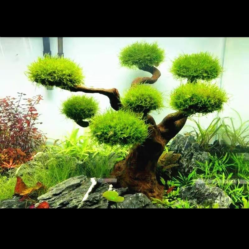 Aquarium Plant Root Tabs - Aquarium Decoration Moss Driftwood Fish Tank